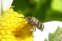 Scythris scopolella