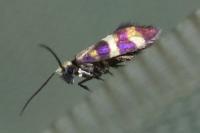 Micropterix aglaella