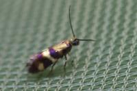 Micropterix aglaella