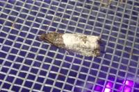 Notocelia roborana