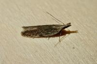 Anarsia spartiella