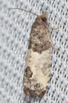 Spilonota ocellana