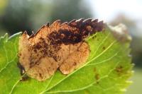 Bohemannia pulverosella