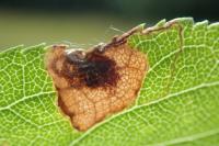 Stigmella plagicolella