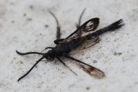 Synanthedon myopaeformis