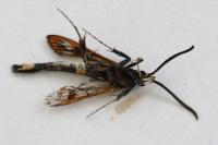 Synanthedon myopaeformis