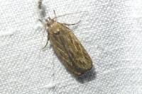 Depressaria