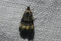 Endothenia