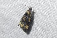 Endothenia