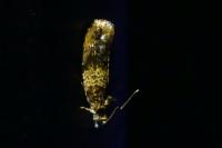 Celypha aurofasciana