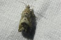 Cydia splendana