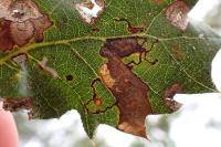 Ectoedemia heringella