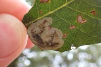Phyllonorycter belotella
