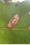 Phyllonorycter messaniella