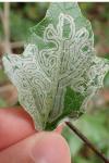 Phyllocnistis xenia