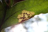 Stigmella regiella