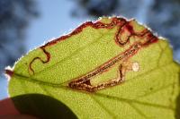 Stigmella aurella