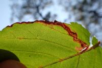 Stigmella splendidissimella