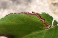 Stigmella splendidissimella