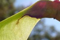 Etainia decentella