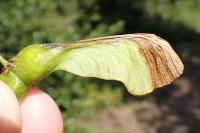 Etainia decentella