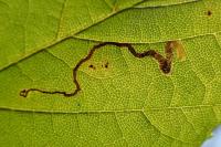 Stigmella speciosa