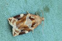Archips xylosteana