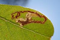 Stigmella salicis