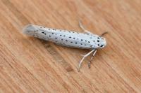Yponomeuta evonymella