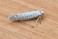 Yponomeuta evonymella
