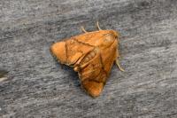 Apoda limacodes