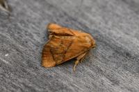 Apoda limacodes