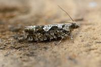 Zeiraphera isertana