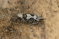 Zeiraphera isertana