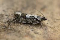 Zeiraphera isertana
