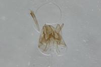 Nemapogon granellus