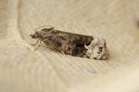 Apotomis capreana