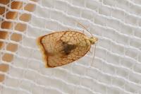Acleris forsskaleana