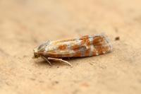 Rhyacionia buoliana