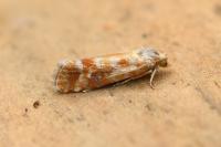 Rhyacionia buoliana