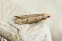 Agnoea josephinae