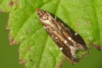 Argolamprotes micella