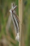 Pleurota