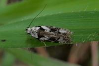 Carpatolechia