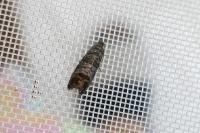 Cydia pomonella