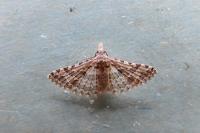 Alucita palodactyla