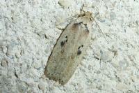 Agonopterix yeatiana
