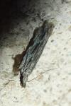 Anarsia innoxiella