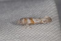 Cedestis gysseleniella