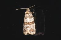 Isotrias rectifasciana